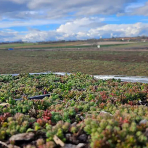 sedum go